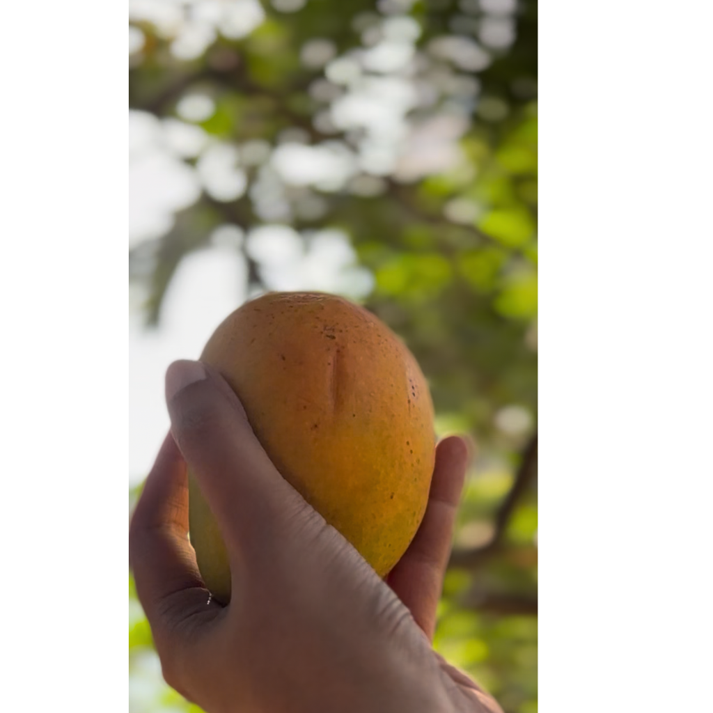 Celebration Alphonso-Box of 6 - 220 - 280 g (per piece)